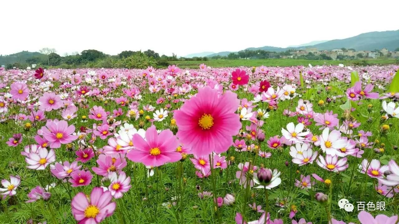 【花已开好】百色人都不知道的花海秘境!我在福禄村等