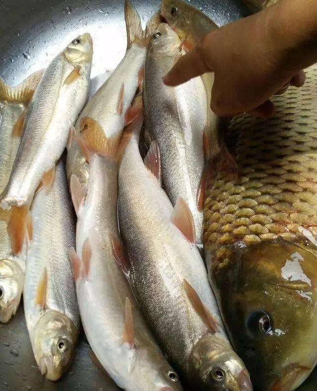怀集农村河里常见的几种野生鱼,你认识几个?吃