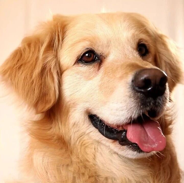 大黄狗(外一篇)  (谢雨欣)