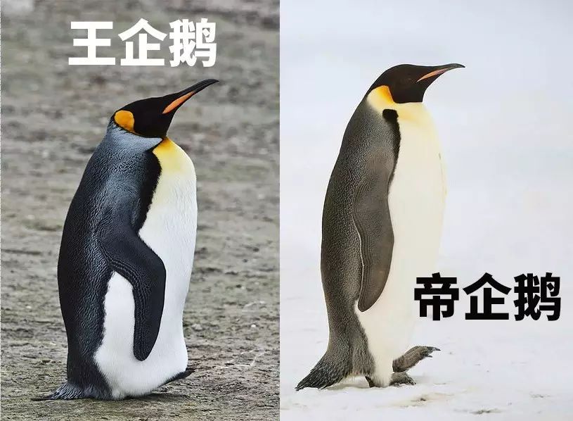 媒体:帝企鹅?王企鹅?这俩不是一种企鹅吗?