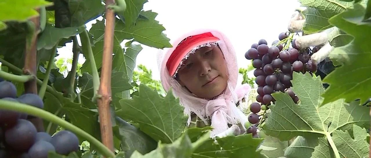 走向我们的小康生活丨七里海镇东移民村：葡萄挂满藤农户腰包鼓