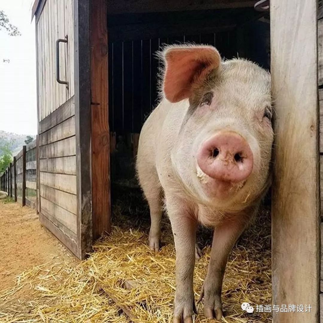 搞笑微信公众号文章 万万没想到微信文章 ></p></a>一头猪画画卖100000元