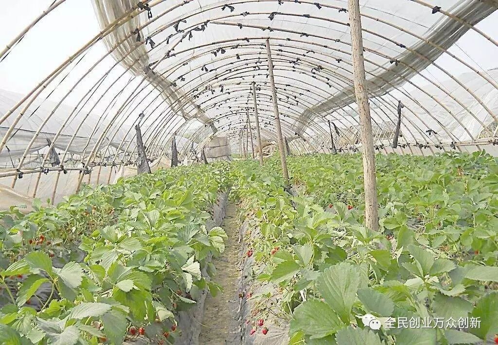 农村创业养殖好项目_农村创业项目大全农民创业好项目_农村投资创业好项目