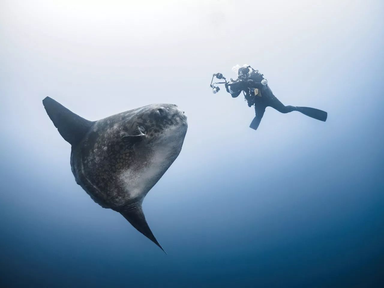 生物百科:温柔的"大脸—mola mola(翻车鱼)