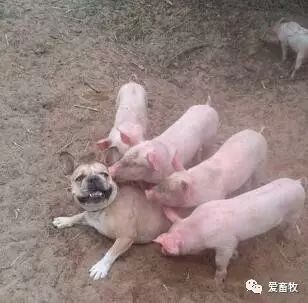 【畜牧资讯】15张关于猪的爆笑图片,第一张我就没忍住