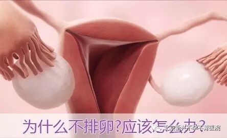 不排卵,你怎么会怀孕呢?-怀孕期