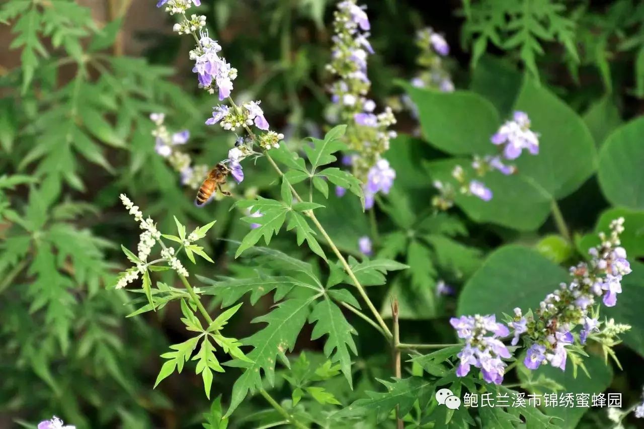 吃荆条蜜对人体的益处