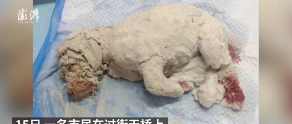 谁干的？！北京街头，一只小狗被浑身裹满石膏后遗弃！