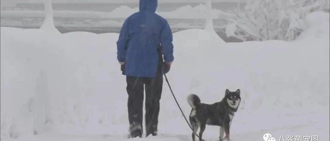 柴柴坚持在大雪天出门散步，结果……意外成了电视台新闻主角！
