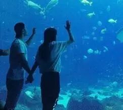 黄晓明baby情侣装逛水族馆 甜蜜十指紧扣