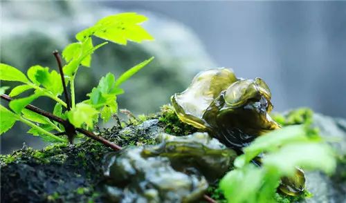 香香美食之舌尖上的河南烙馍卷菜_河南菜_河南菜有什么