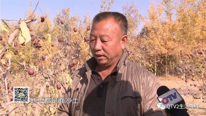 师二二四团 亘古无污染的辽阔沙质土壤 是红枣纯天然的保证 224团是