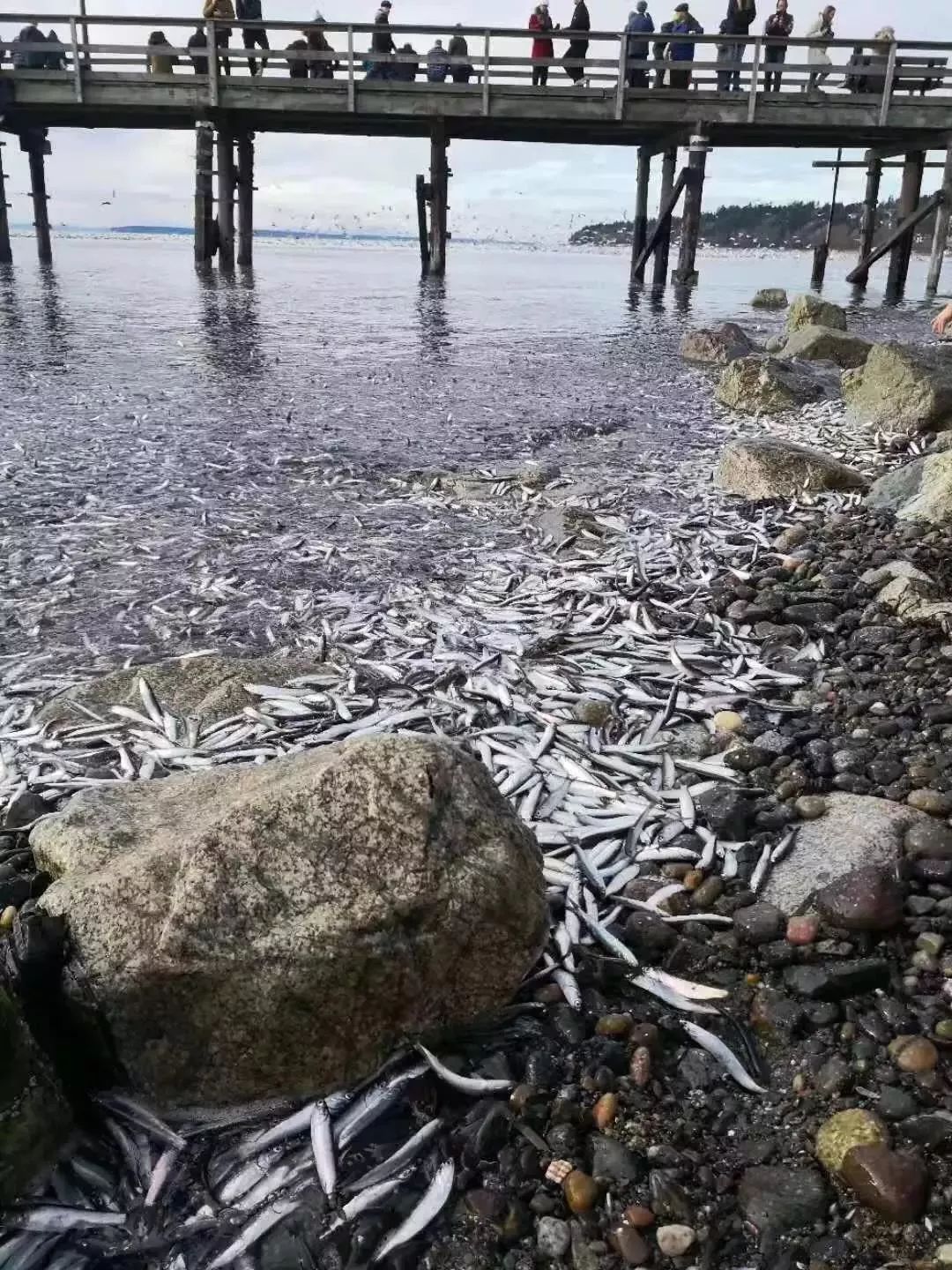 大温海边万条活鱼搁浅 场面震撼吓坏居民 BC3天发生9场地震!