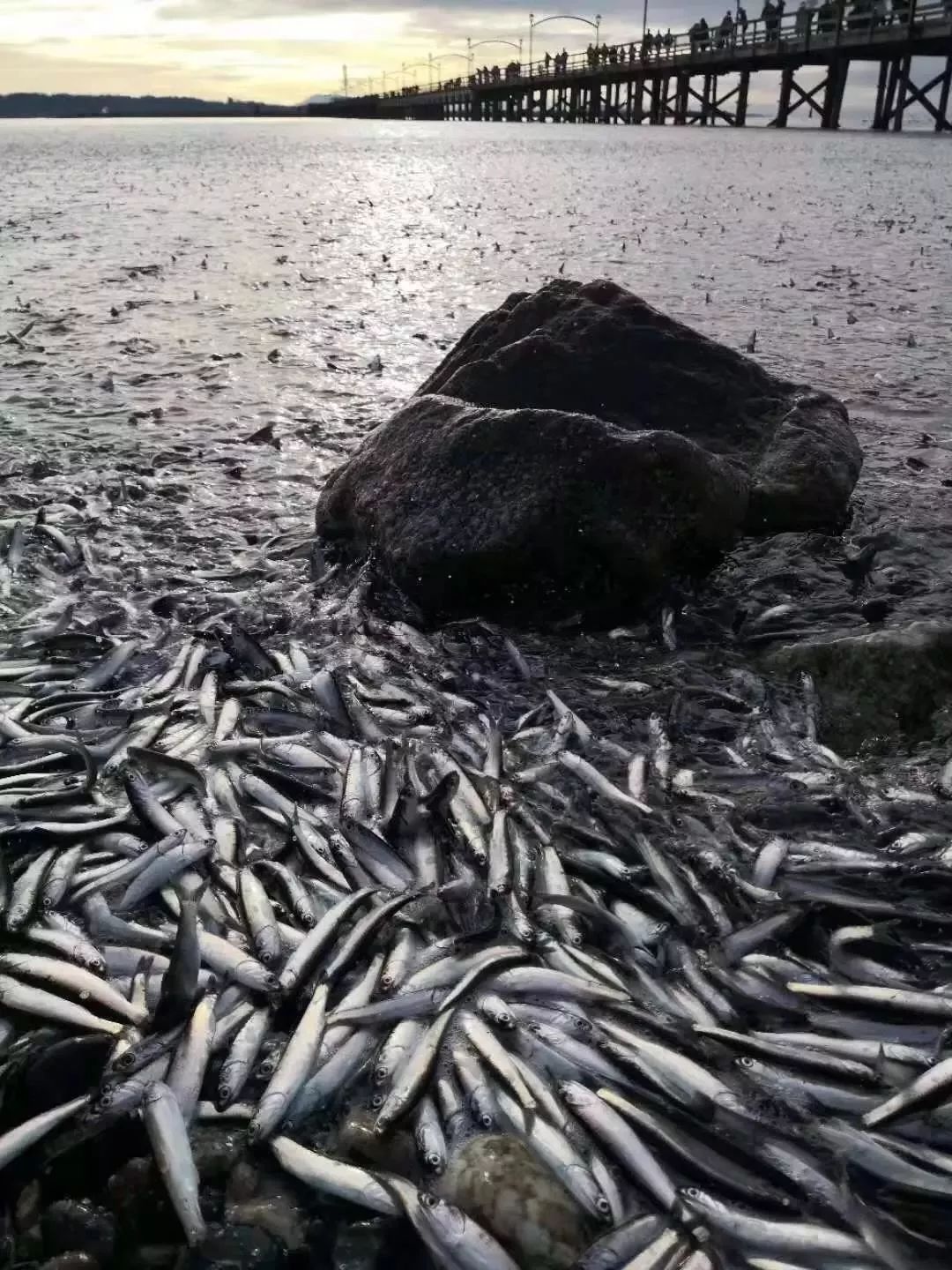 大温海边万条活鱼搁浅 场面震撼吓坏居民 BC3天发生9场地震!