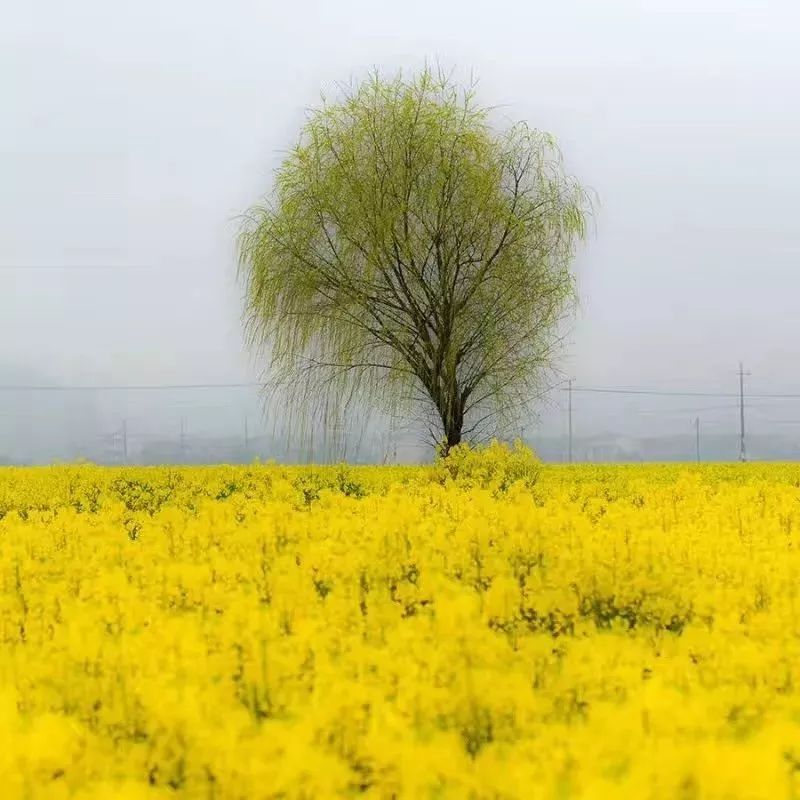 余姚菜花, 在哪里????