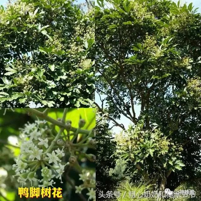 冬季北方的意蜂都冬眠了,南方的中华土蜂还在忙碌着采鸭脚树冬蜜