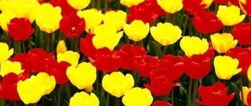 杨子:窝居与养生