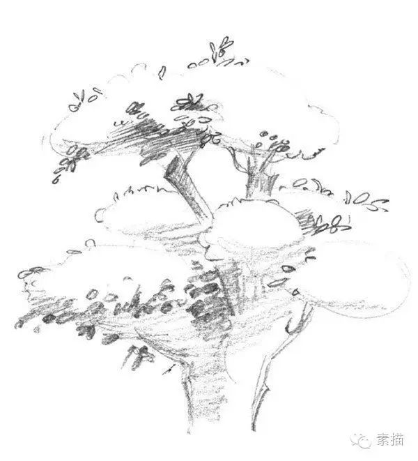 一,素描榕树的绘画步骤 1,确定出榕树的大体外轮廓,画出榕树的物体