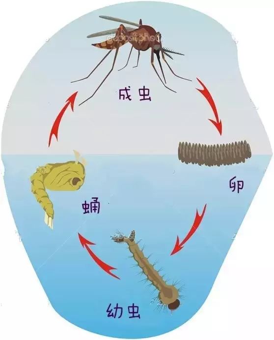 登革热来了!家里有这些植物的要注意了!