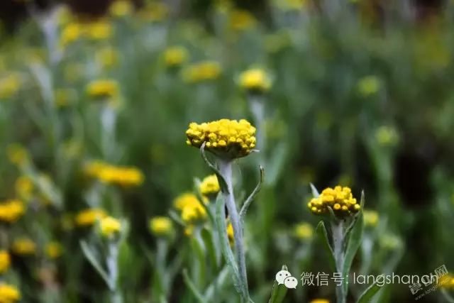 燕子花粑粑 冬天去了,燕子来了,燕子花开满燕子寨的田野山岗.