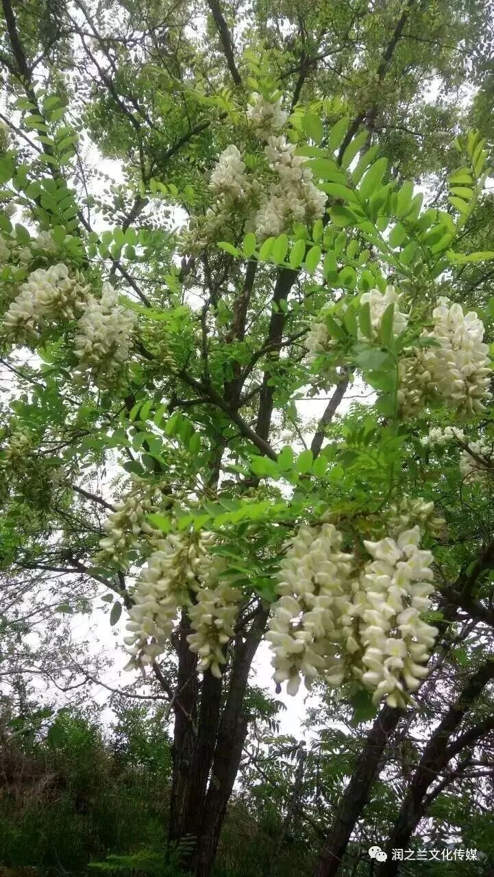【润之兰苑】范恪劼:一地槐花