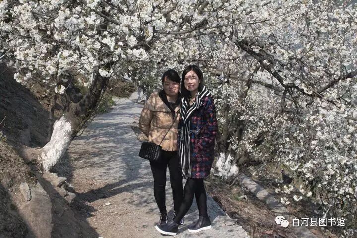 20170415143953_dp159gop9m.jpg?v=1765881536803