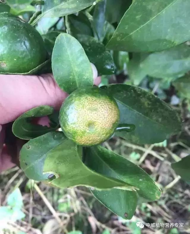 【种植要点】果树药害需避免,绿色产品很重要