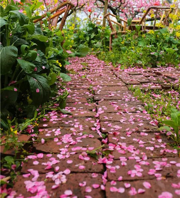 相识在三月:错过了桃花,别再错过了"桃花雨"!