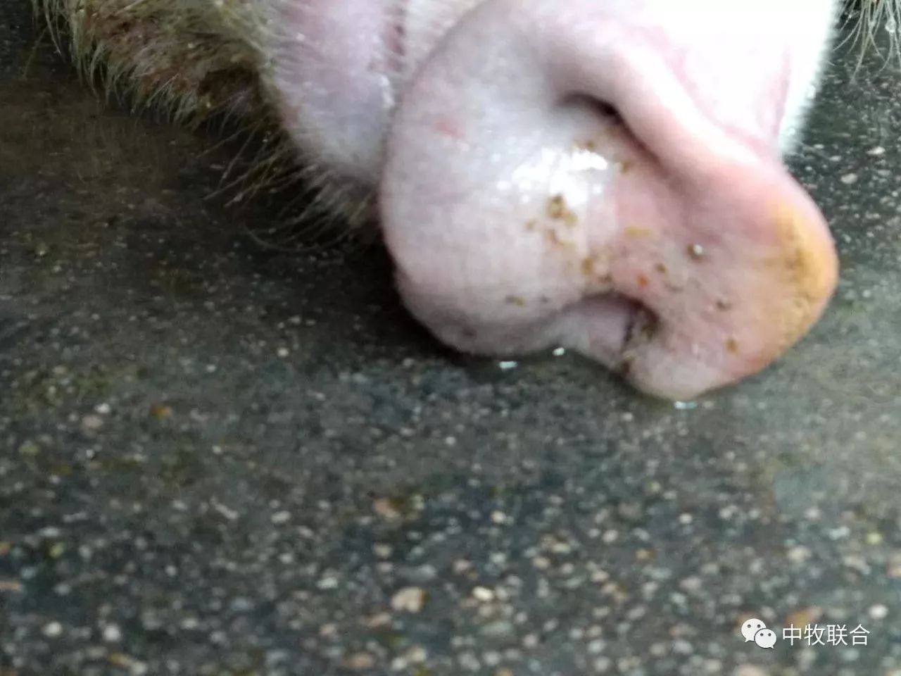 实例解析猪胃肠炎