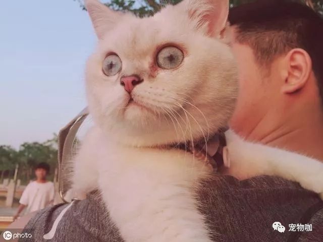 绝育的母猫和没绝育的公猫_公猫绝育后多久可以去掉头套_公猫绝育多少钱