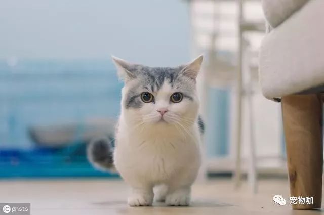 绝育的母猫和没绝育的公猫_公猫绝育多少钱_公猫绝育后多久可以去掉头套