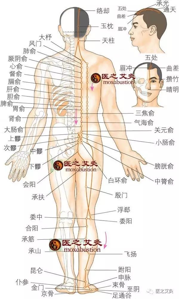 足太阳膀胱经穴