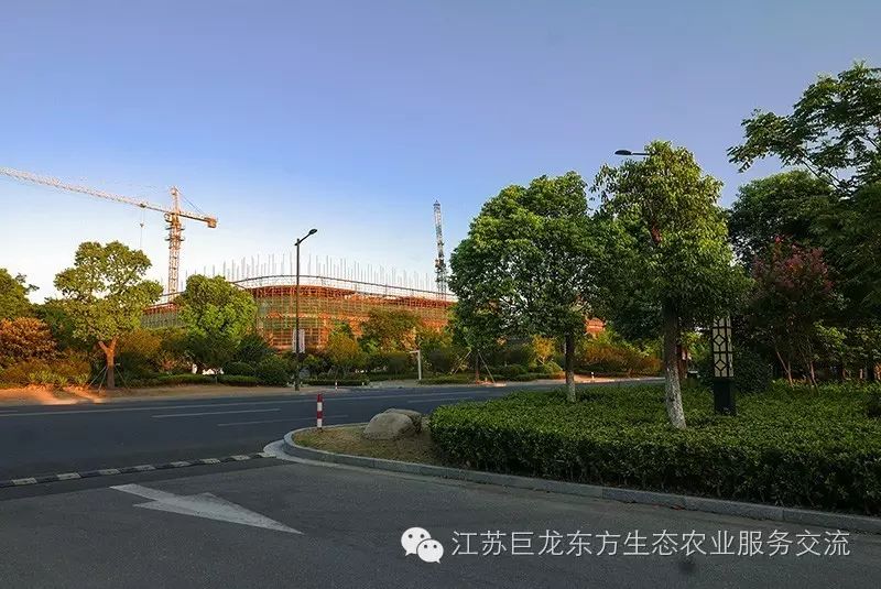 张家港凤凰镇一个不像乡镇的镇
