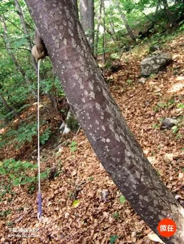 9个动物们sex的冷知识，螺旋状的丁丁算个啥？