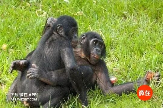 9个动物们sex的冷知识，螺旋状的丁丁算个啥？