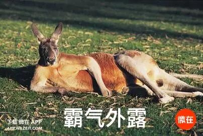 9个动物们sex的冷知识，螺旋状的丁丁算个啥？