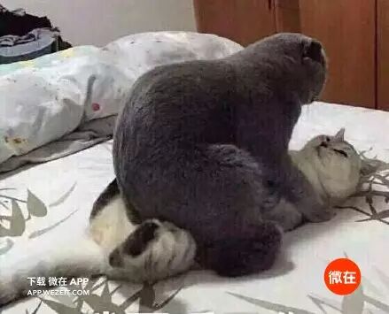 9个动物们sex的冷知识，螺旋状的丁丁算个啥？