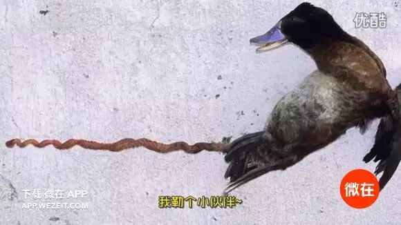 9个动物们sex的冷知识，螺旋状的丁丁算个啥？