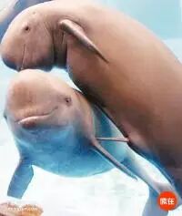 9个动物们sex的冷知识，螺旋状的丁丁算个啥？