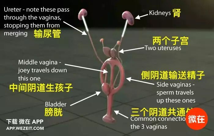 9个动物们sex的冷知识，螺旋状的丁丁算个啥？