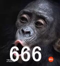 9个动物们sex的冷知识，螺旋状的丁丁算个啥？