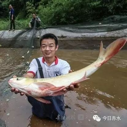 赤水一高山鱼居然吃竹叶, 每天卖千斤!