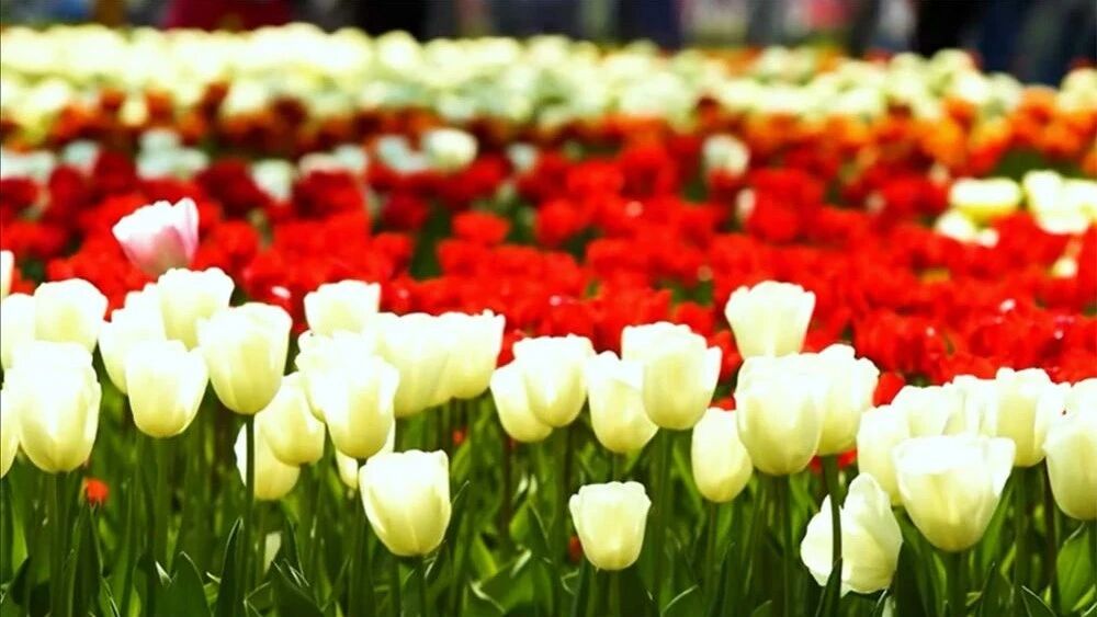 收录于合集⭐周日问候：好音乐 问早安！