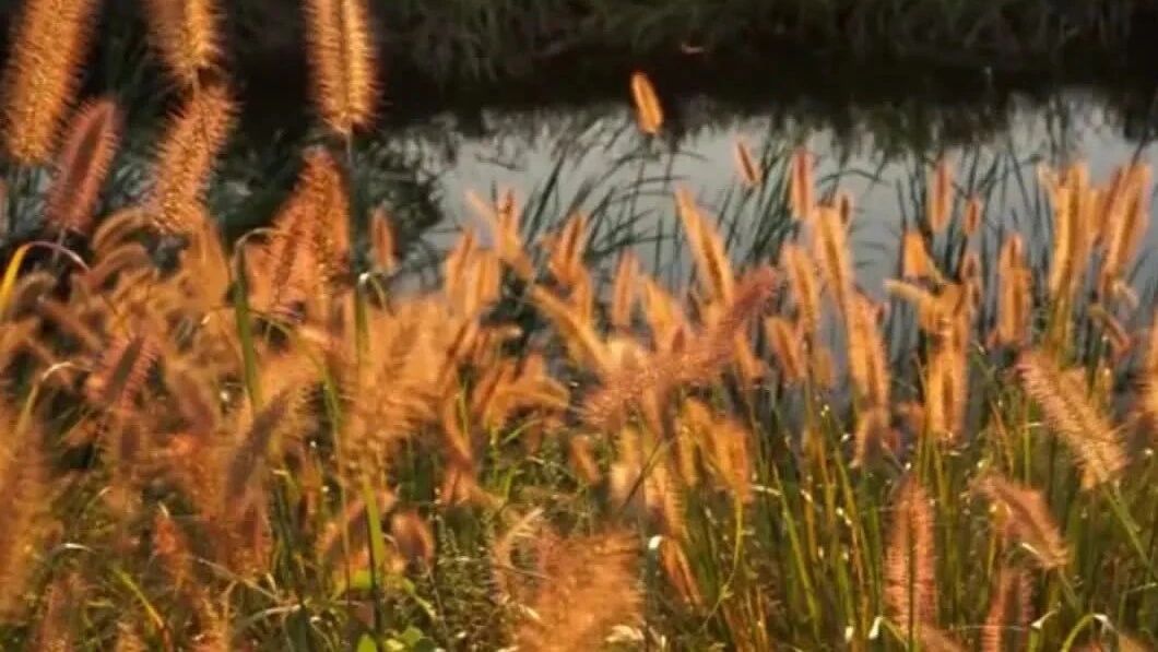 收录于合集⭐煮一壶秋色，许岁月从容