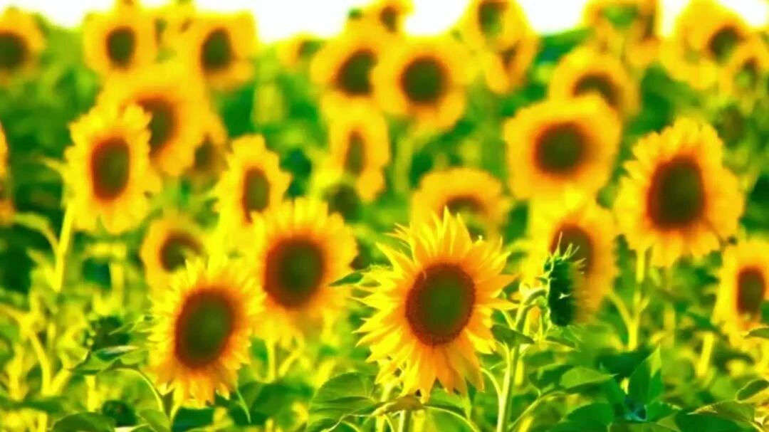 这一世平平安安！⭐《当身边有你在》人生旅途，有你真好！