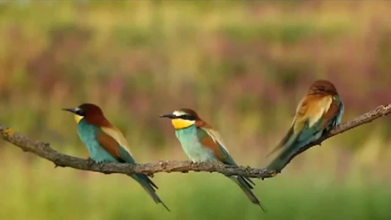 收录于合集⭐最美秋日鸟语，美醉了！