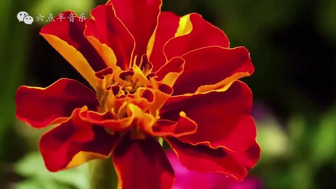 收录于合集⭐愿岁月无恙，生活晴朗！