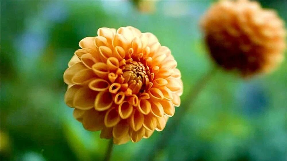 收录于合集⭐七夕节，祝天下有情人终成眷属，幸福长久！