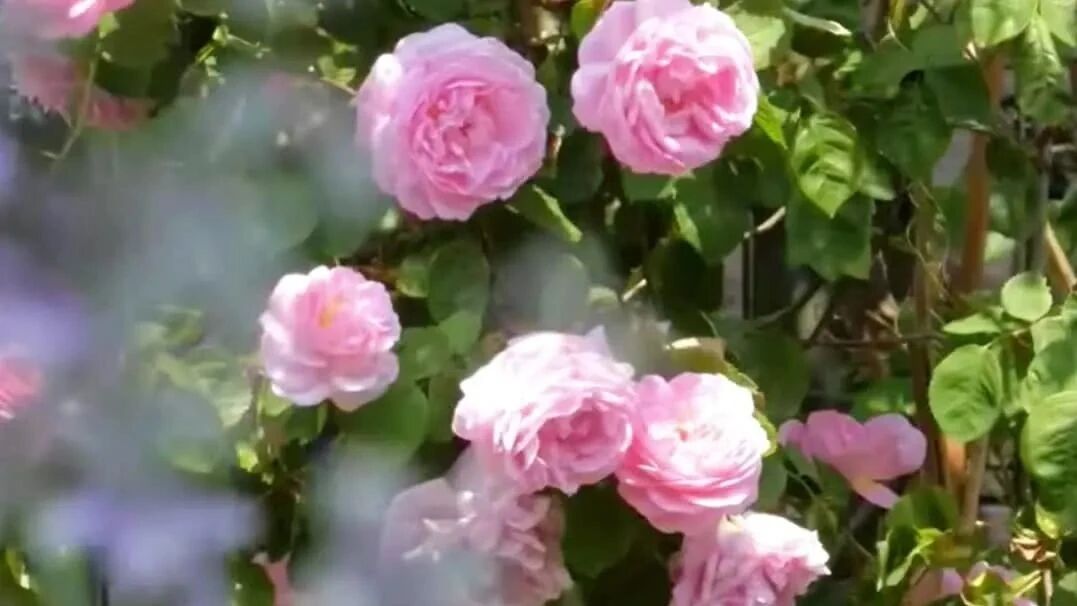 收录于合集⭐七夕节：愿你有良人相伴，岁月清欢！