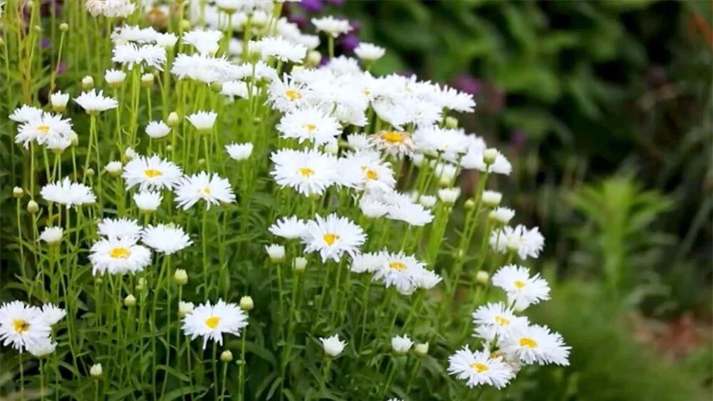 初秋，问候！愿岁月静好，你我无恙！